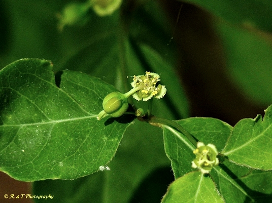 {Euphorbia mercurialina}